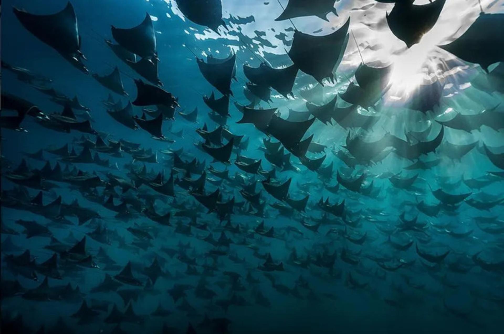سفره‌ماهی‌ها