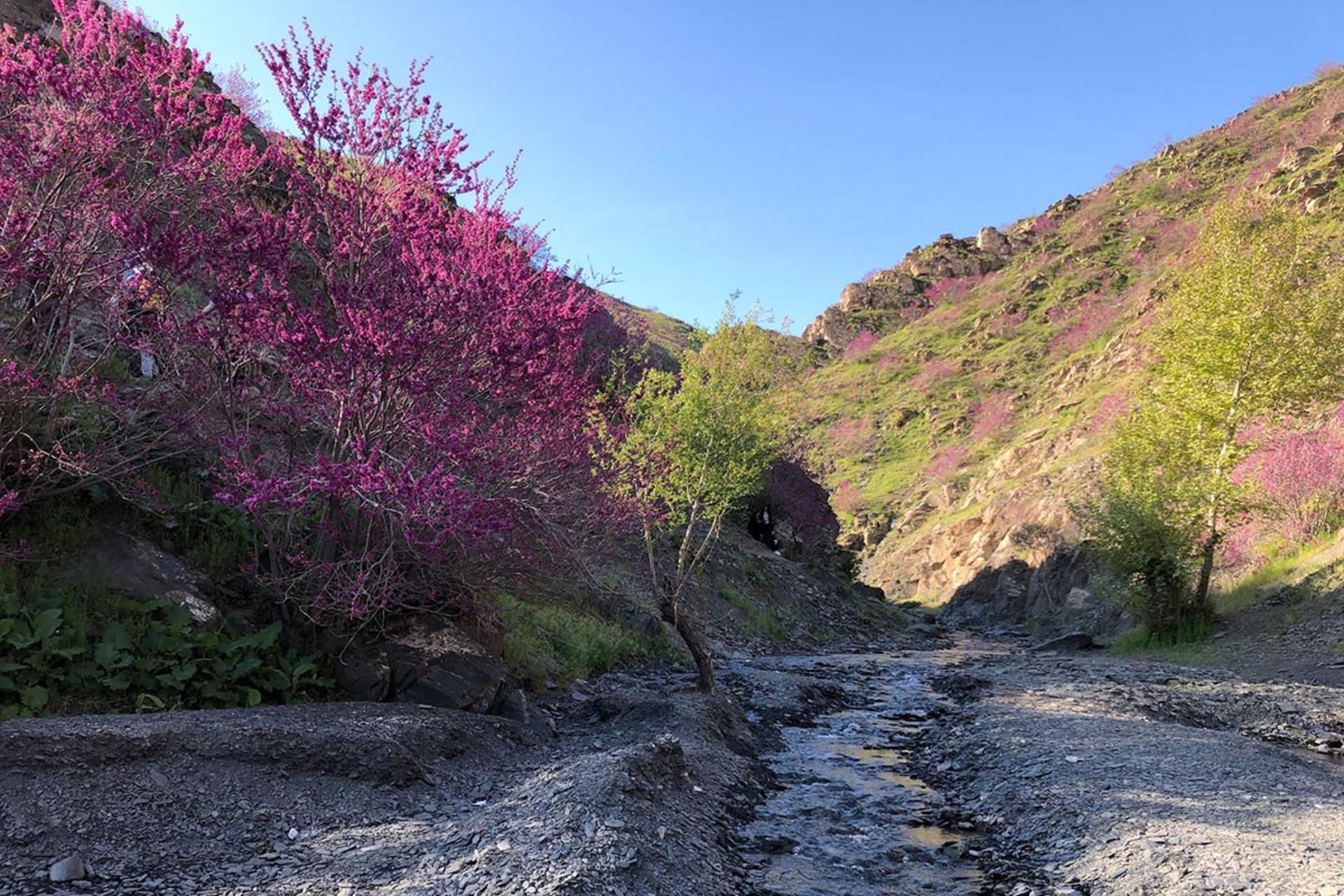 طبیعت دره ارغوان