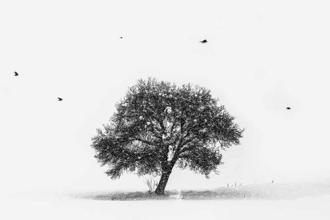 درخت تنها در فضای برفی