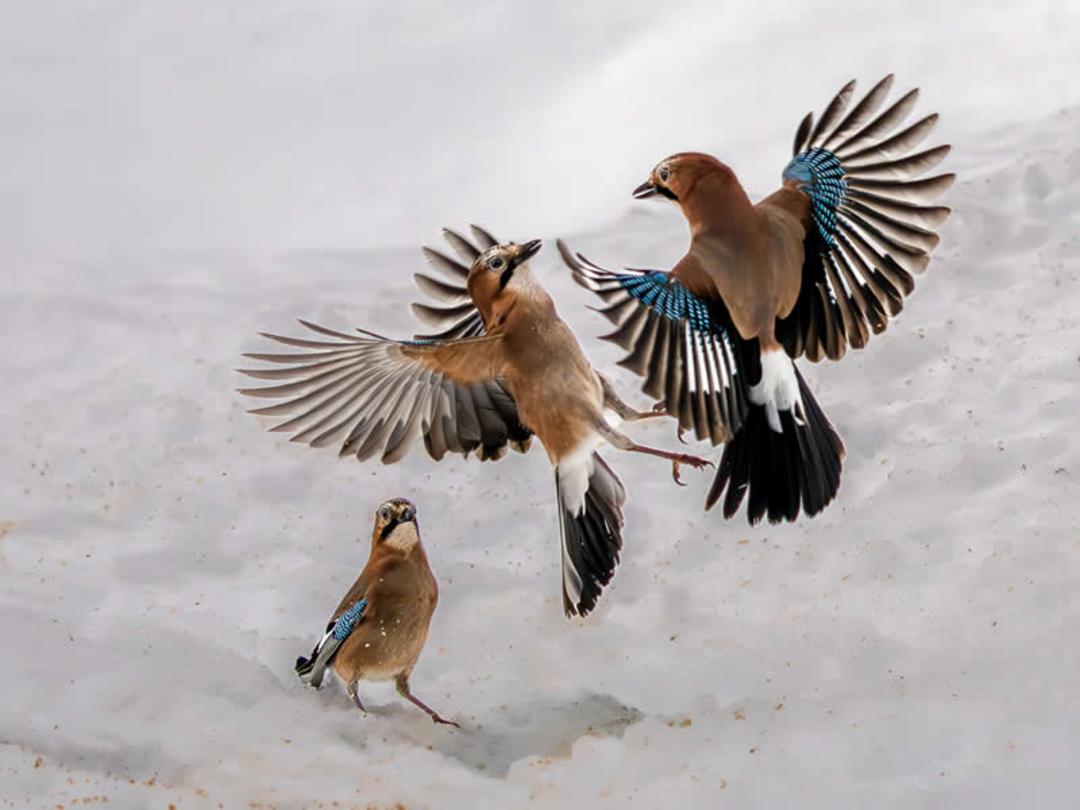 پرندگان جیجاق 