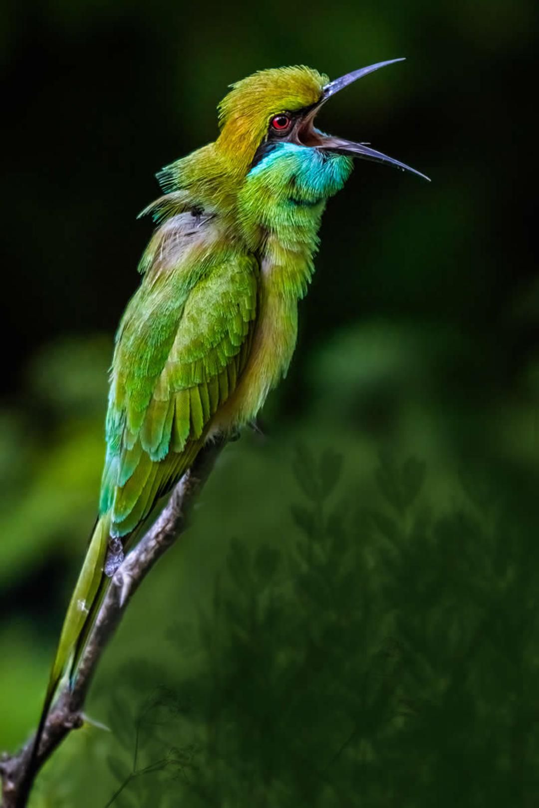 پرنده آوازخوان سبزرنگ