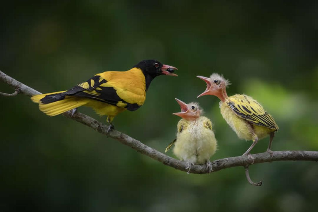 پرنده مادر در حال غذا دادن به بچه‌ها