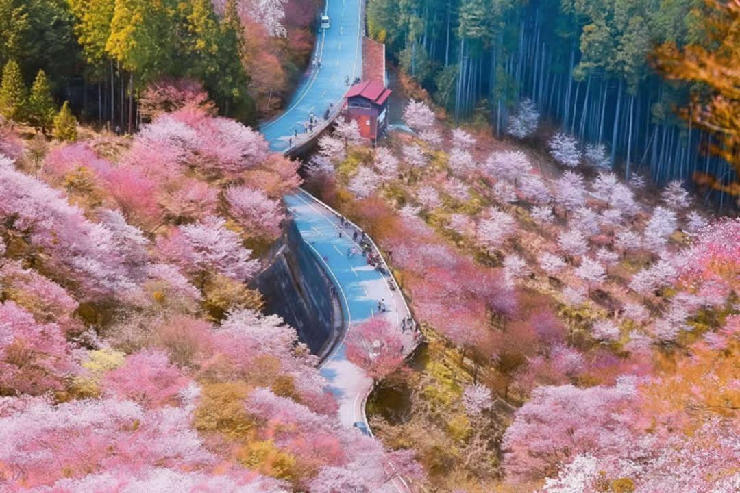 شکوفه‌های صورتی در چین