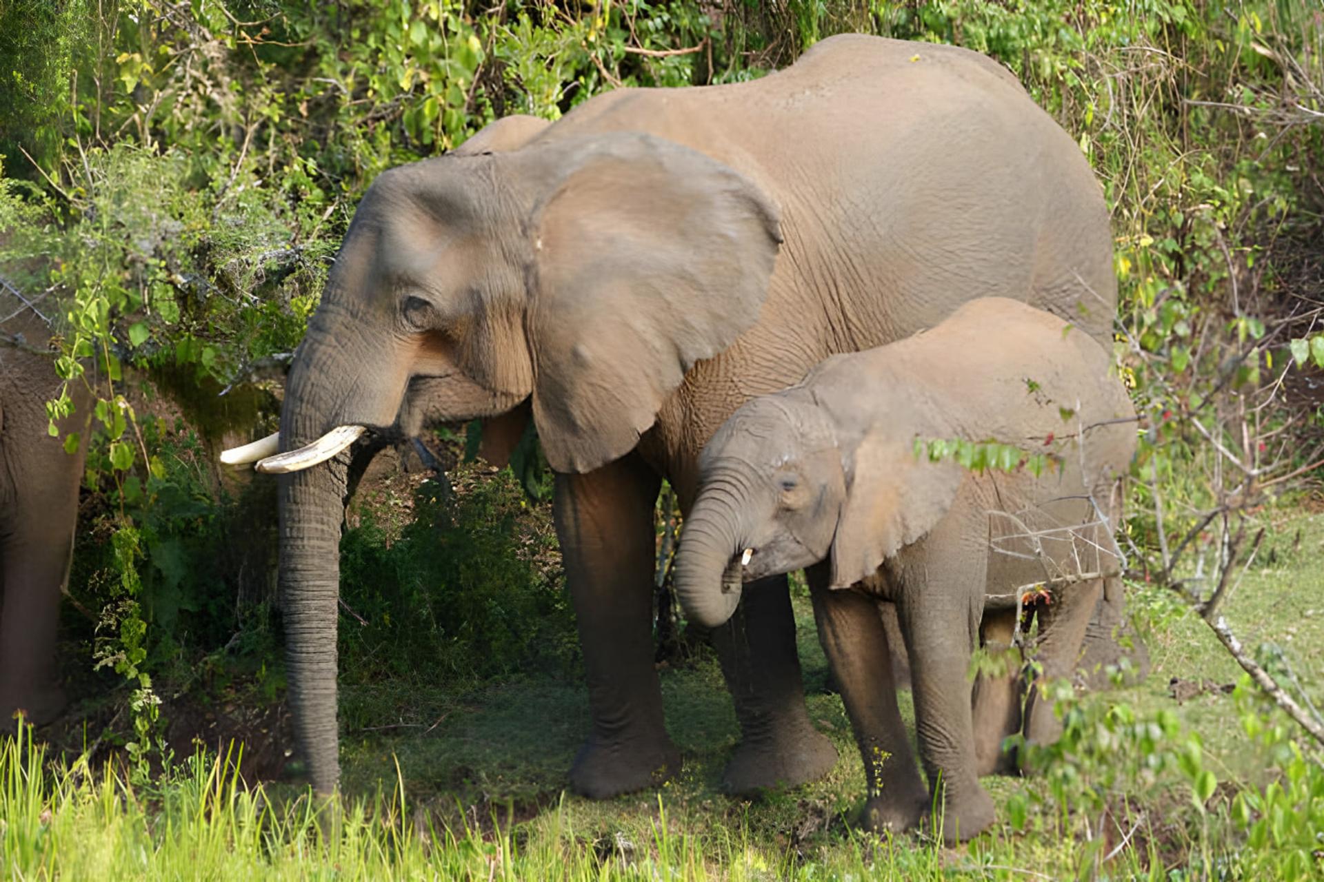 فیل‌های آفریقایی (African elephants) در میان پوشش گیاهی سبز و انبوه