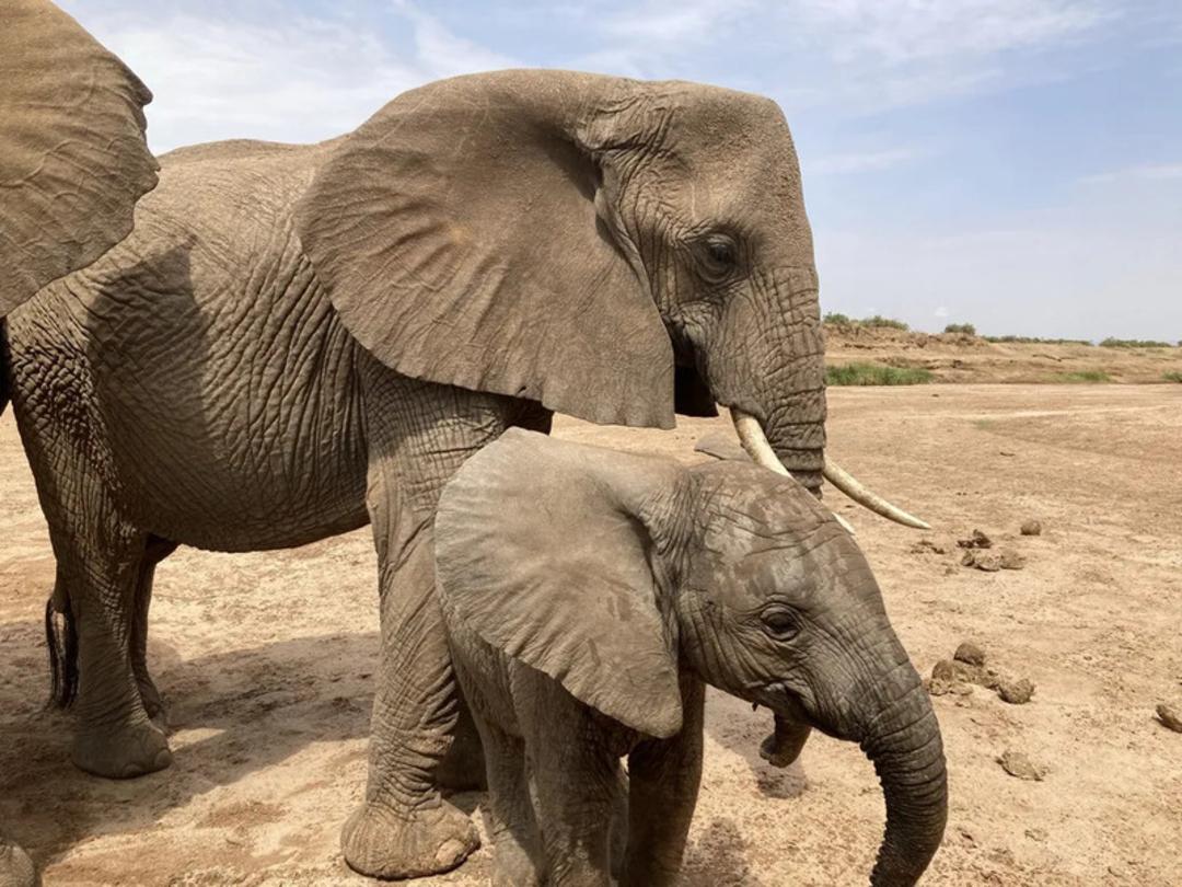 فیل‌های آفریقایی (African elephants) بزرگ و کوچک در یک محیط خشک و بیابانی