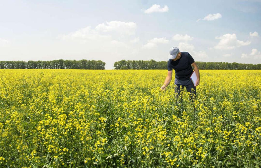 مزرعه زرد رنگ با گل‌های گیاه کناولا (Canola) و کشاورز در حال بررسی
