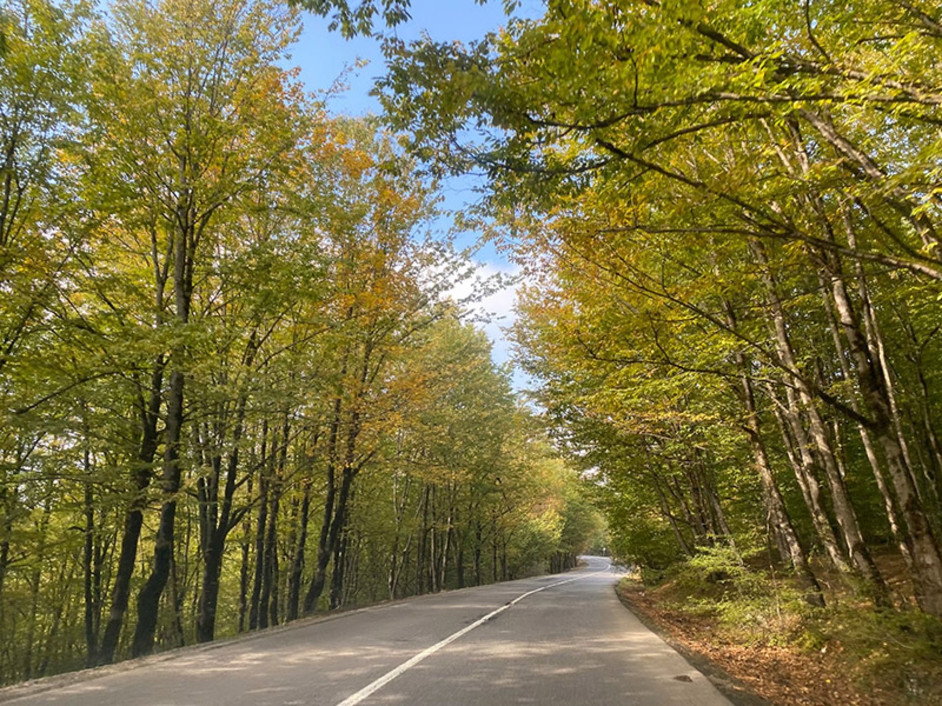 جاده جنگلی نور در پاییز