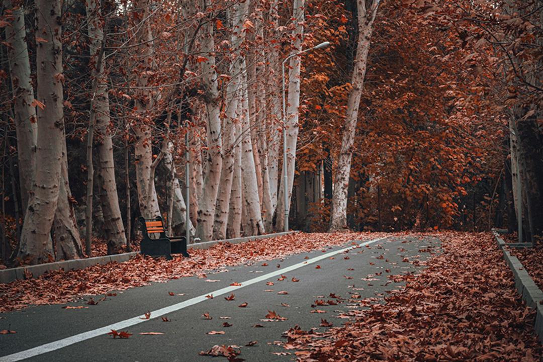 برگ های زرد درختان کف خیابان های کرج