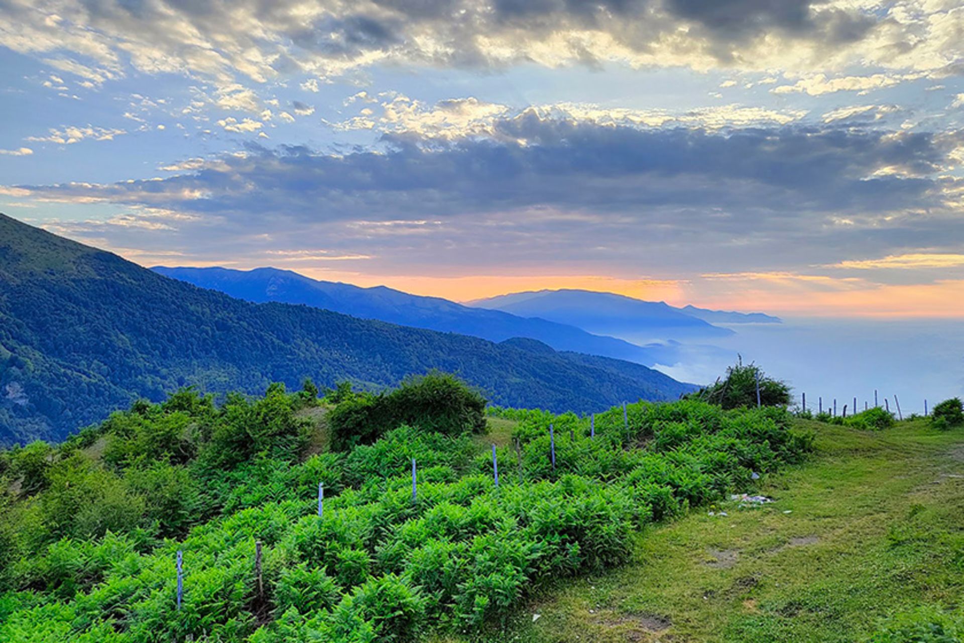 بوته زارهای سرسبز روستای فیلبند