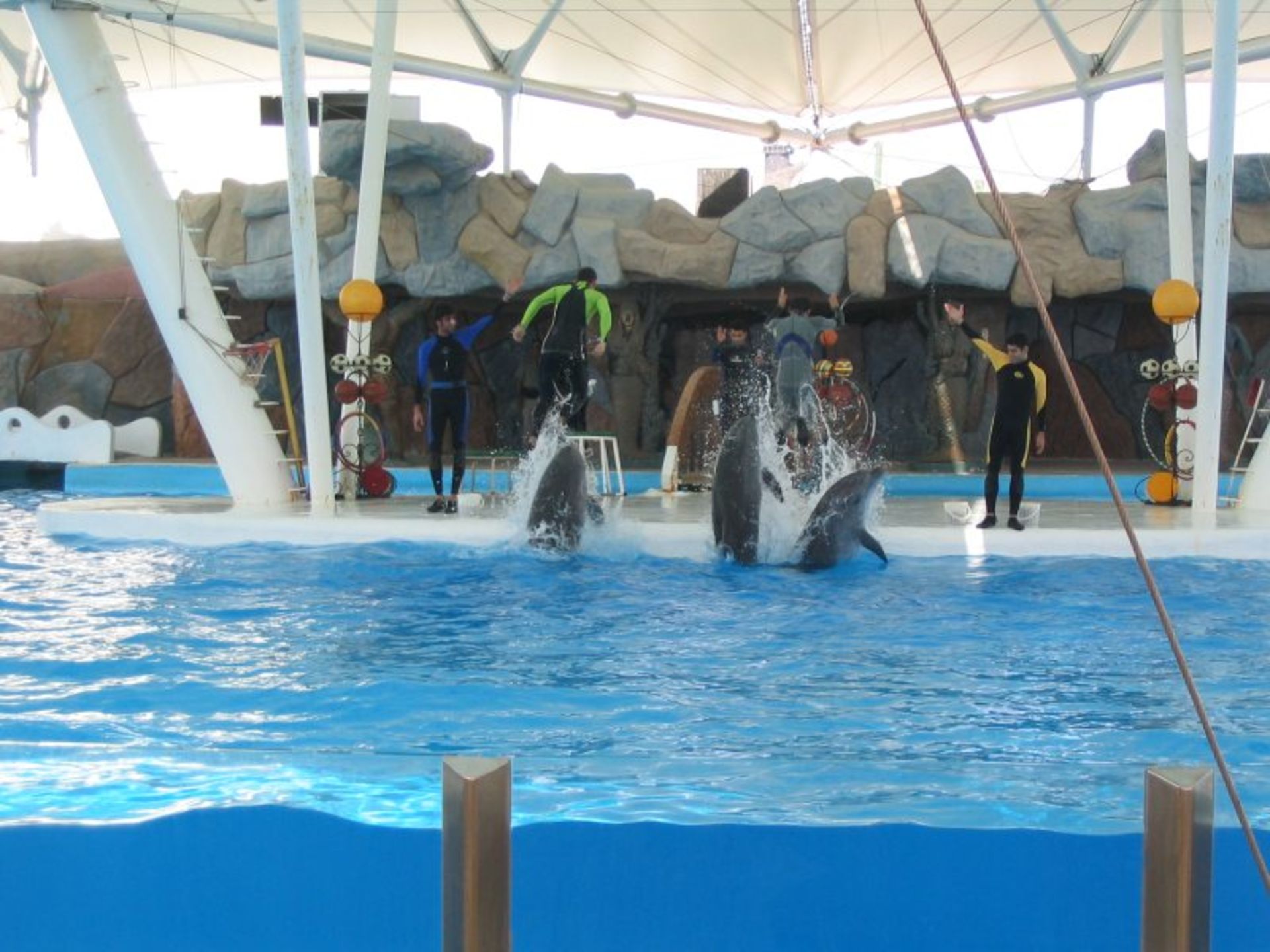 اجرای دلفین ها در پارک دلفین های کیش