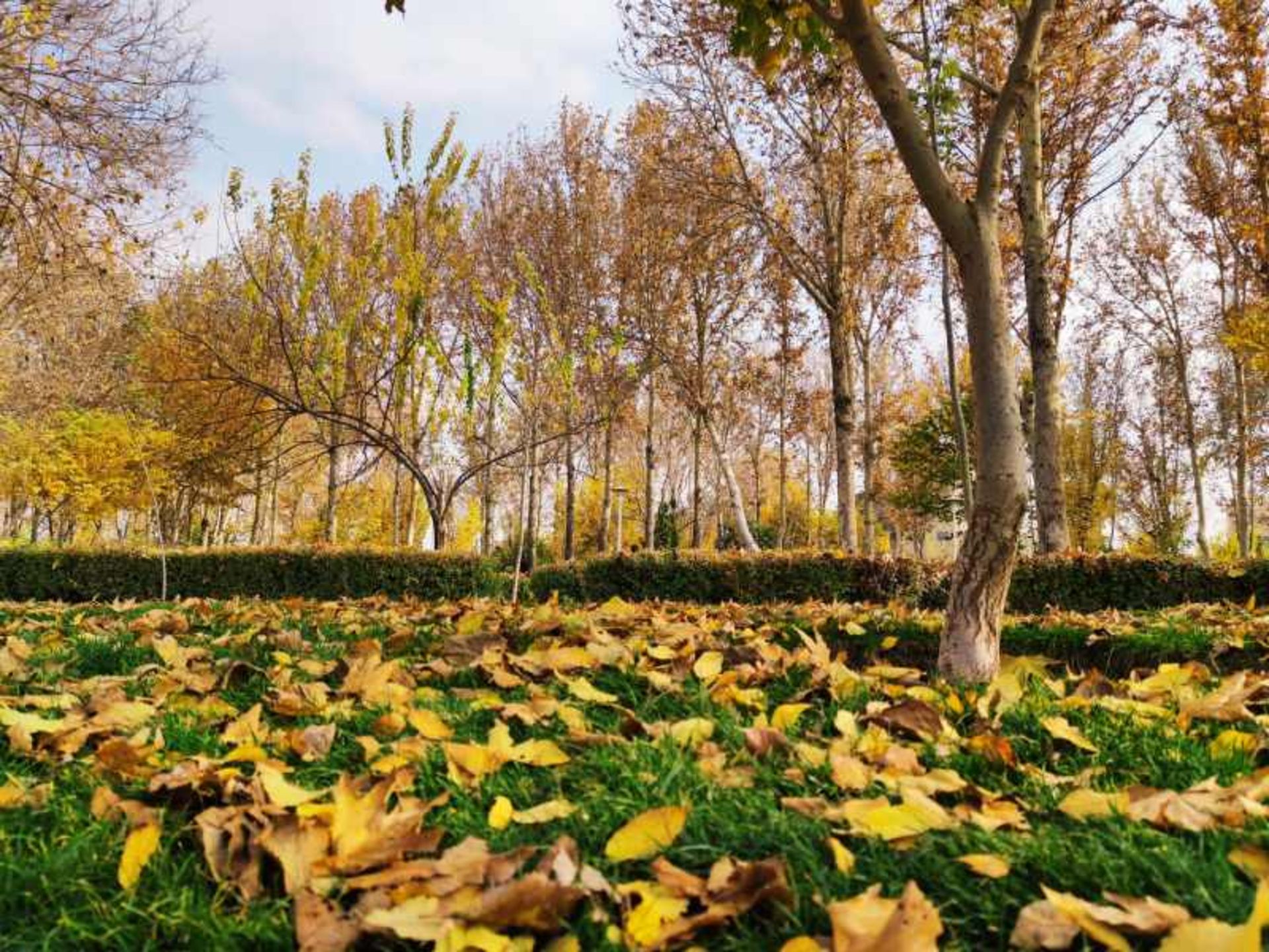 طبیعت پاییزی پارک جنگلی ناژوان اصفهان