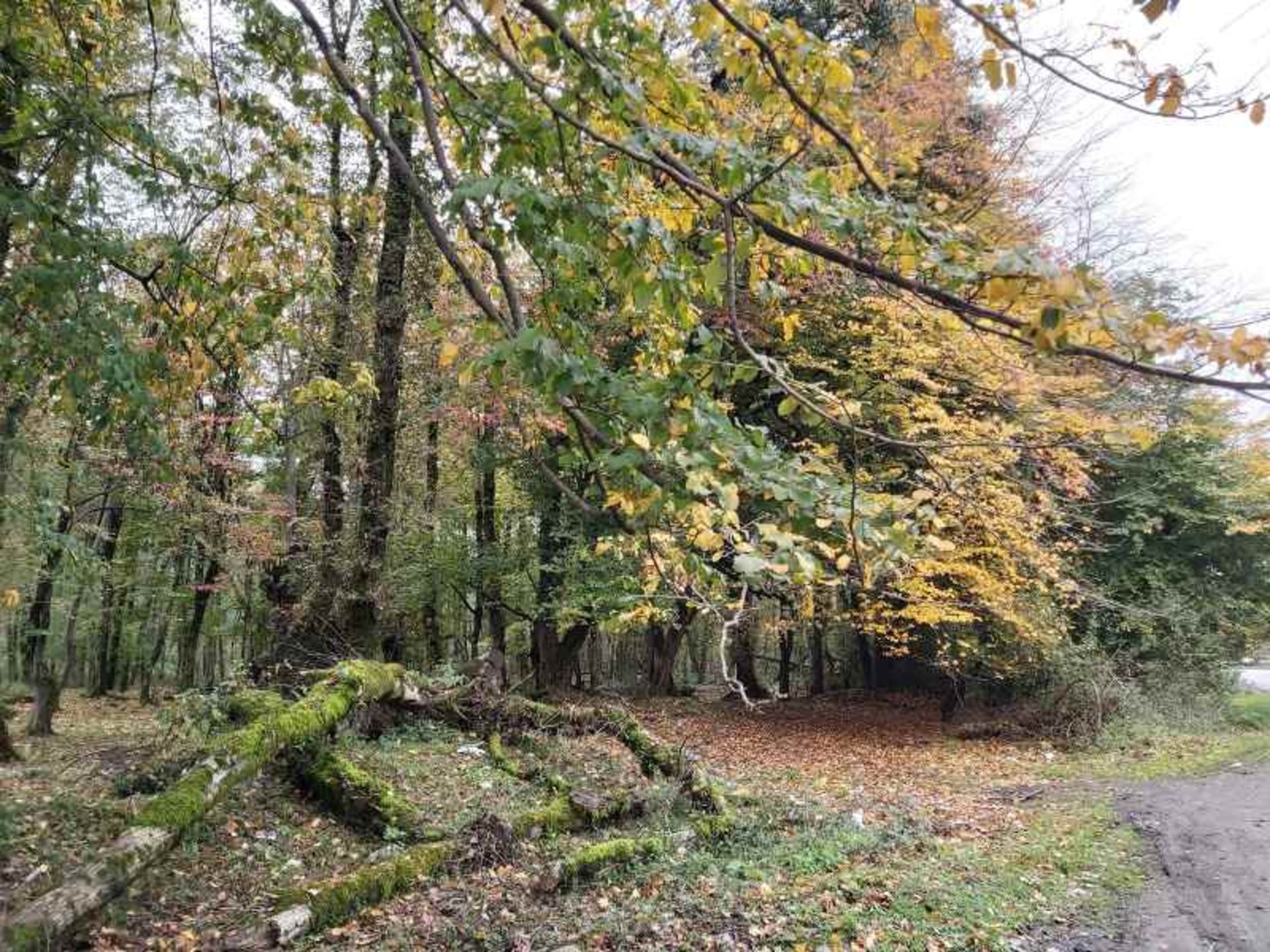 طبیعت پاییزی جنگل گیسوم