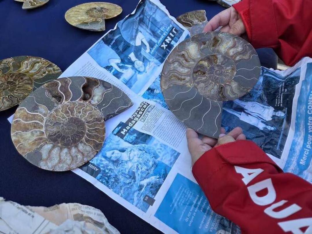 فسیل‌های آمونیت (Ammonite) با الگوهای مارپیچ روی روزنامه‌های قدیمی