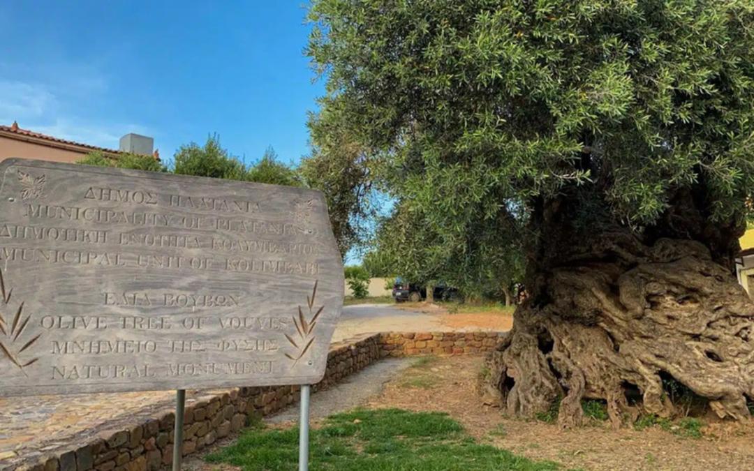 درخت زیتون قدیمی (Olive Tree) در منطقه پلاتانیا با تنه بسیار ضخیم و گره‌دار