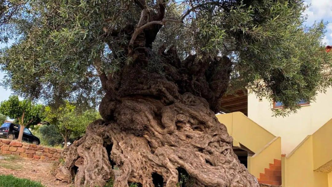 درخت زیتون (Olive tree) با تنه بسیار ضخیم و بافت گره‌دار در فضای باز