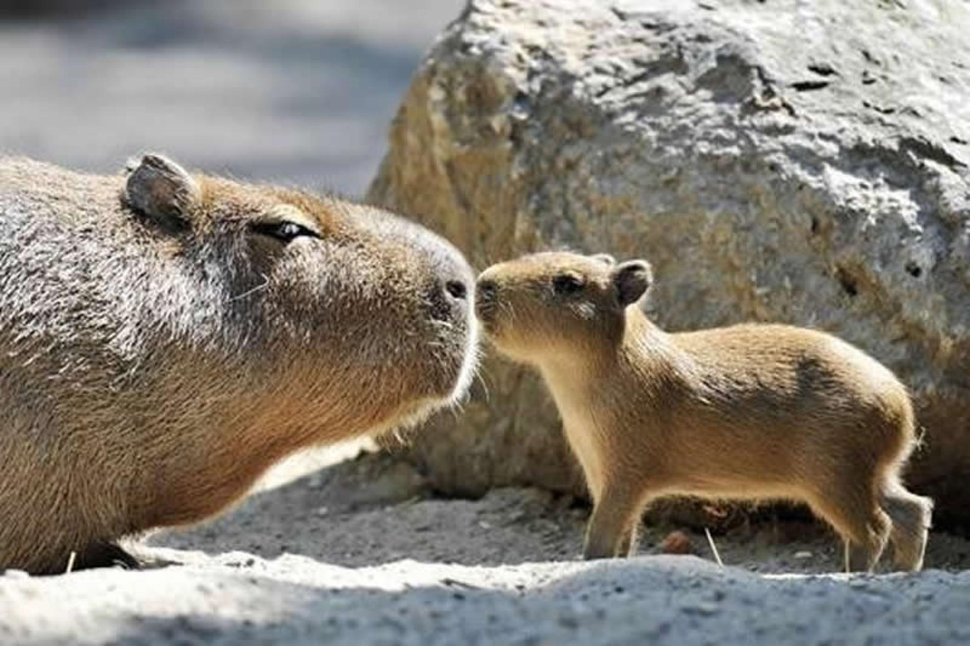 کاپی بارای مادر و کودک روبروی هم