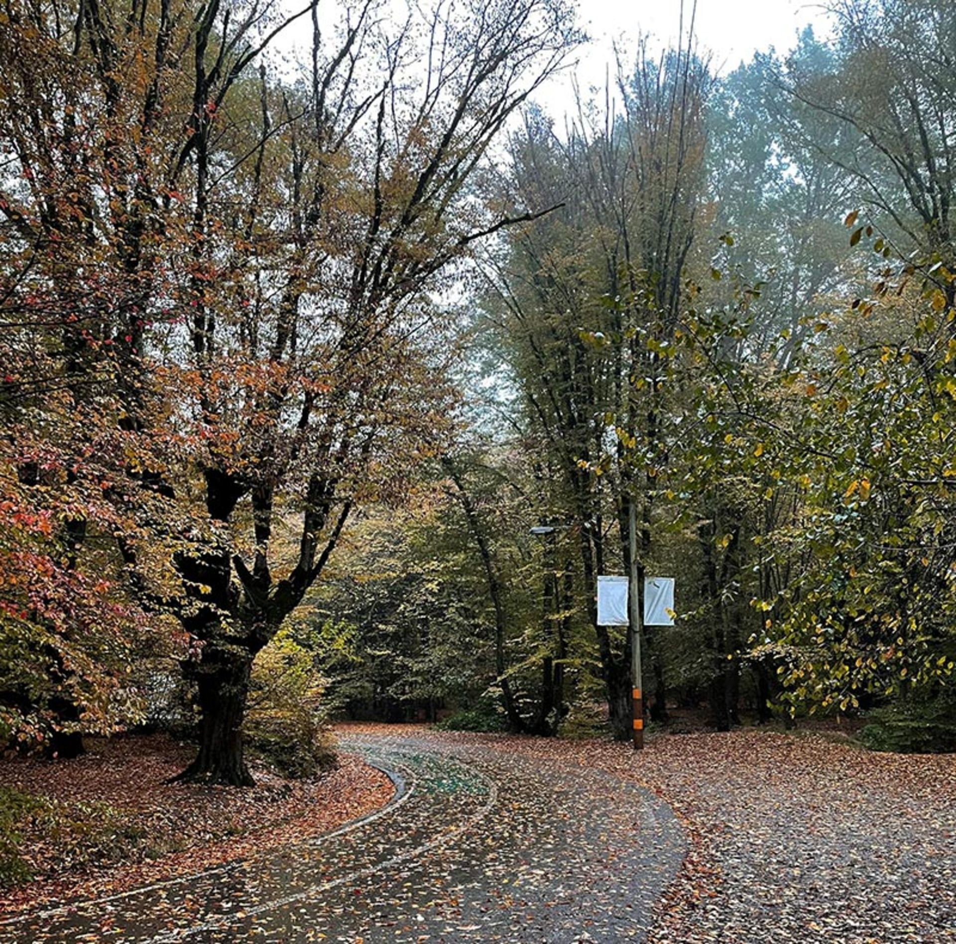 جنگل توسکستان گرگان در پاییز