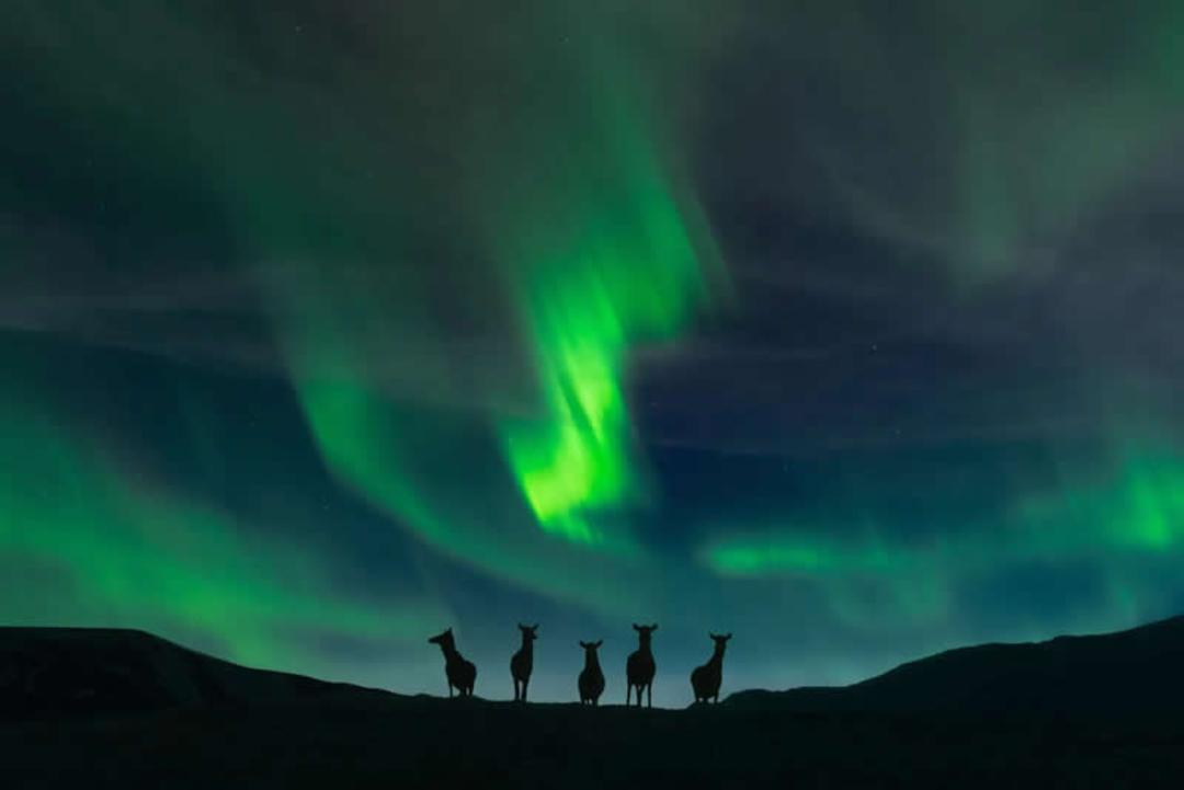 شفق قطبی (Aurora Borealis) در آسمان شب بالای سر گوزن‌ها