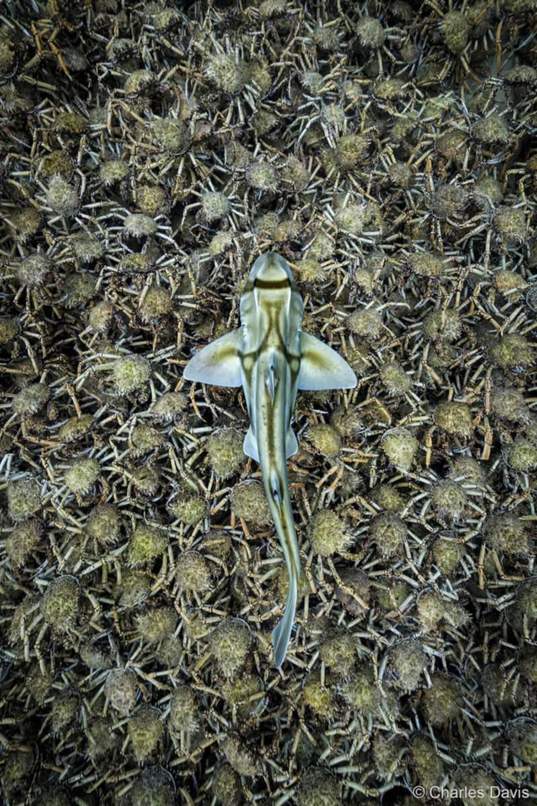 سفره ماهی در حال شکار خرچنگ ها