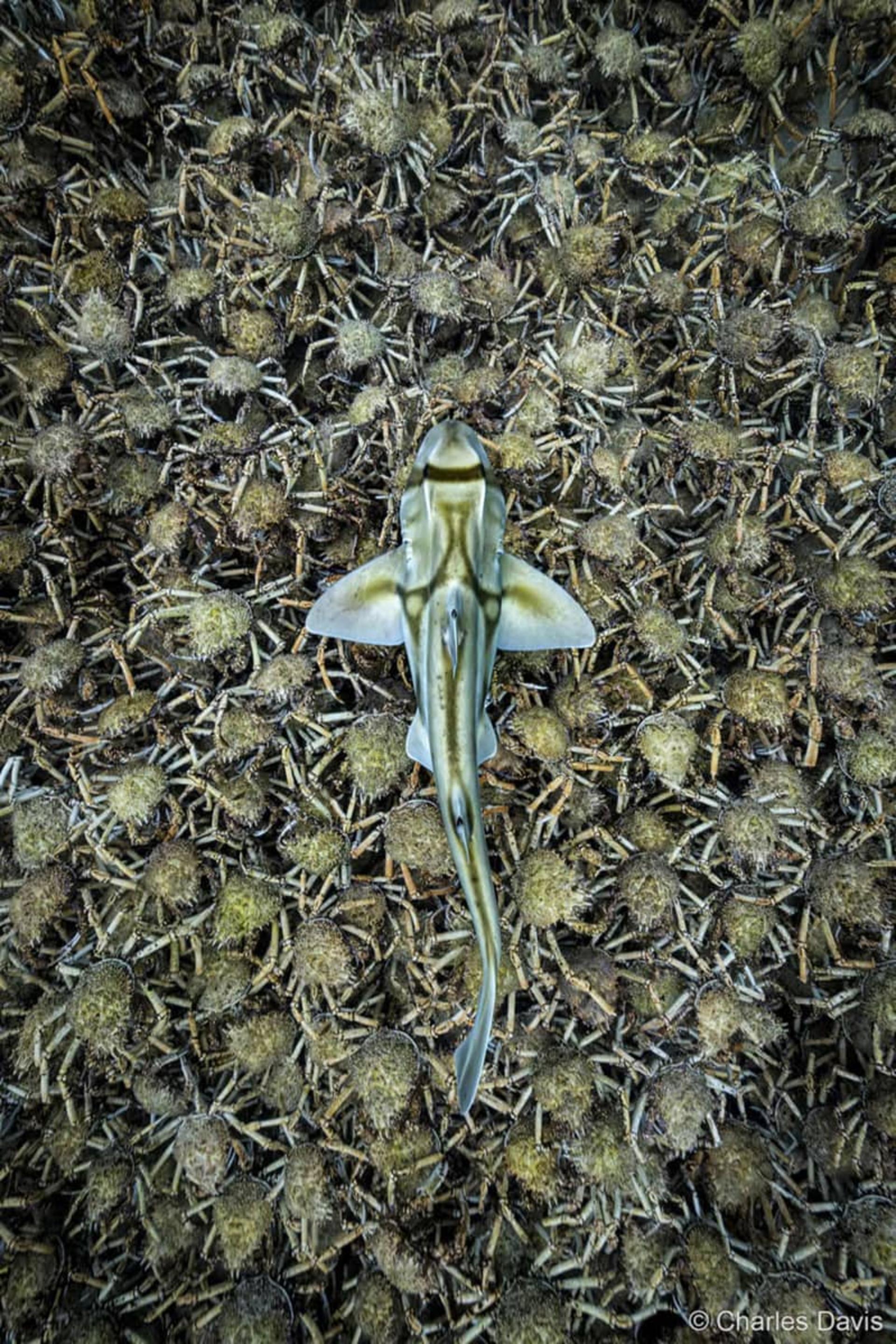 سفره ماهی در حال شکار خرچنگ ها
