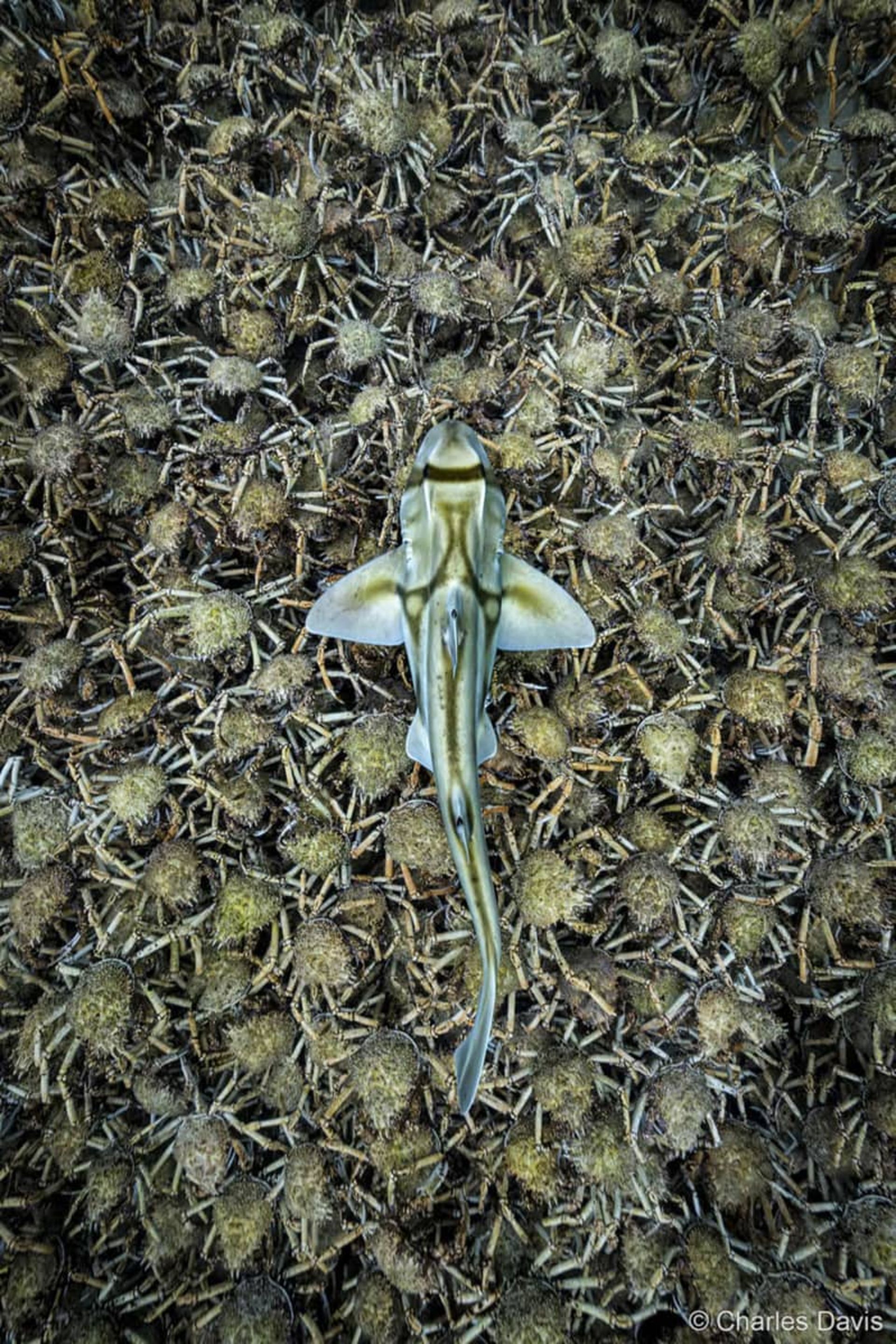 سفره ماهی در حال شکار خرچنگ ها