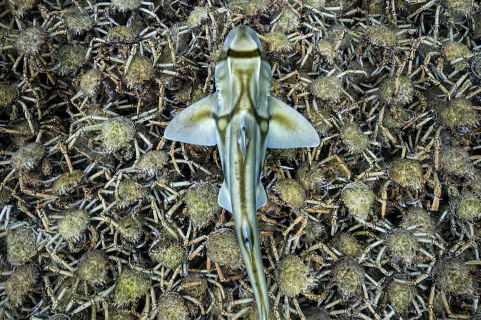 سفره ماهی و خرچنگ