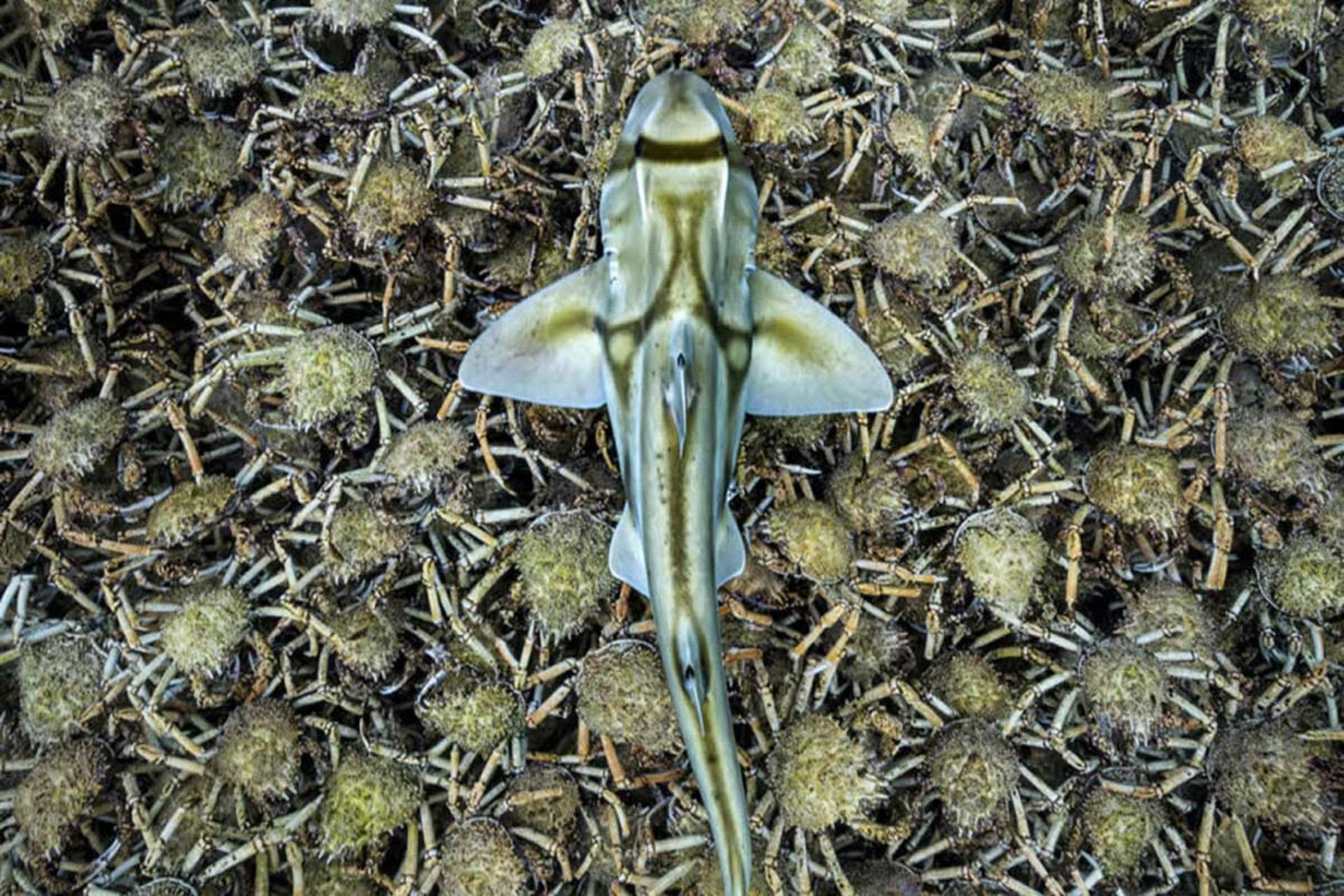 سفره ماهی و خرچنگ