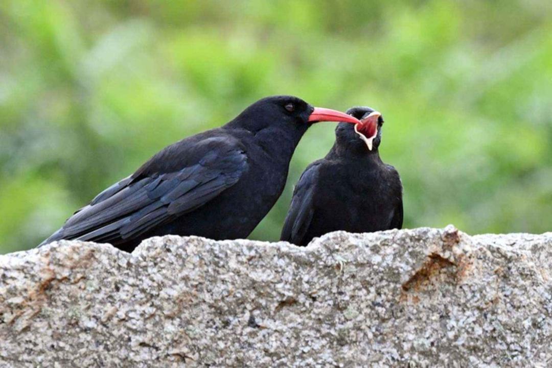 زاغ های نوک‌ قرمز نانگما