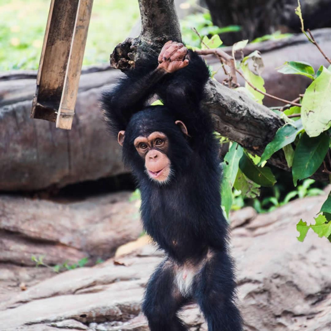 بچه شامپانزه (Chimpanzee) در حالی که از شاخه درخت آویزان شده است