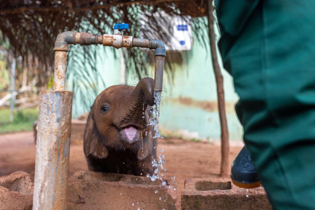 بچه فیل (Baby Elephant) در حال نوشیدن آب از شیر آب