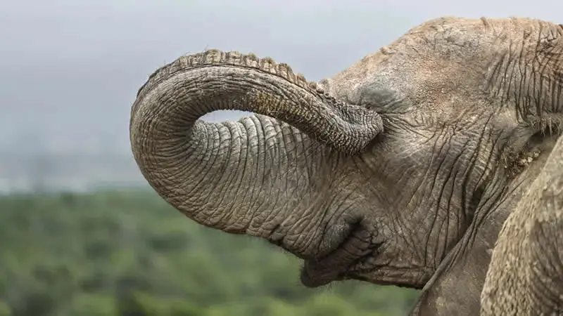 فیل کوچک (Baby Elephant) با خرطومی که به سمت چشم خود خم شده است
