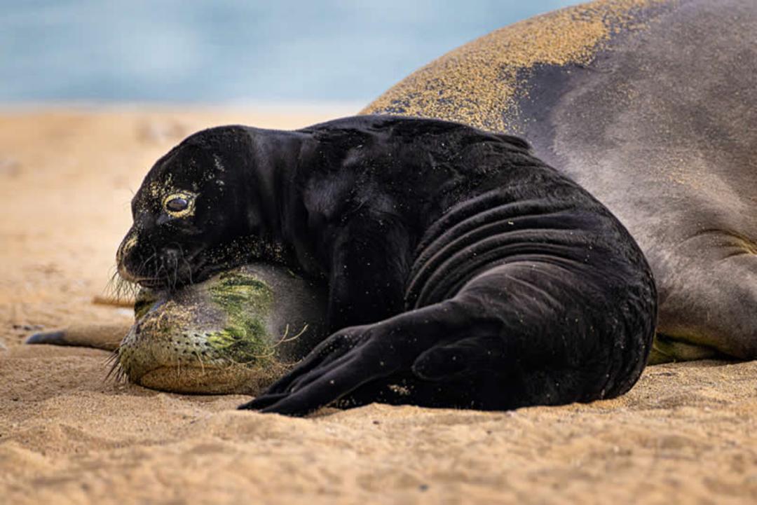 بچه شیر دری (Sea Lion) سیاه رنگ در حال استراحت روی ماسه‌های ساحل