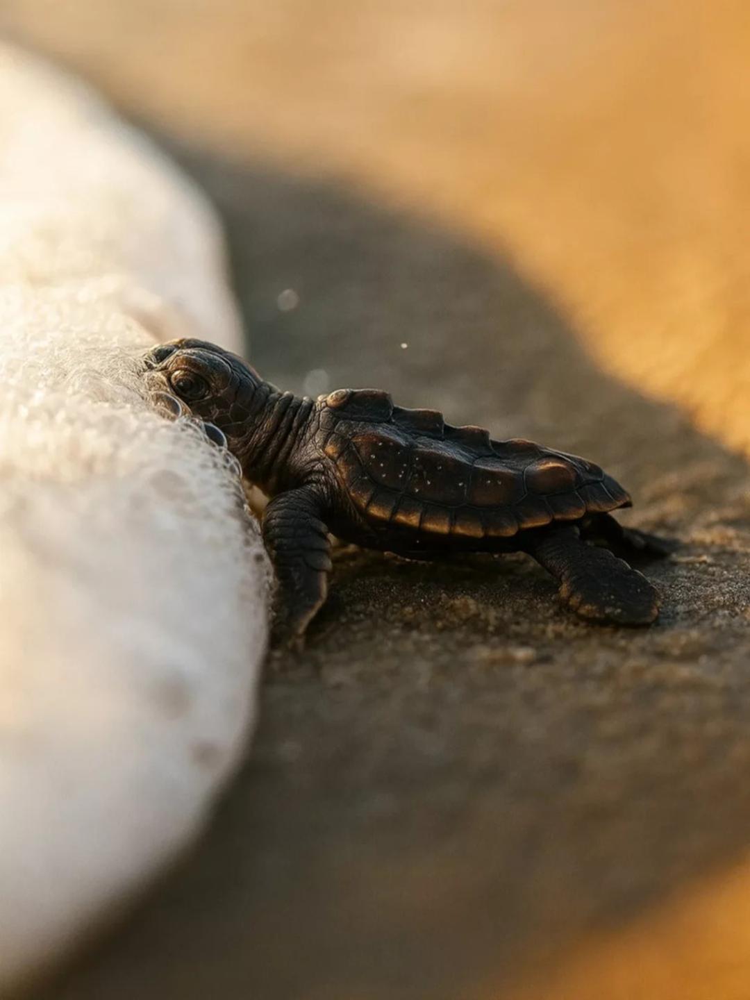 لاک‌پشت دریایی کوچک در حال حرکت روی شن‌های ساحل در کنار موج دریا