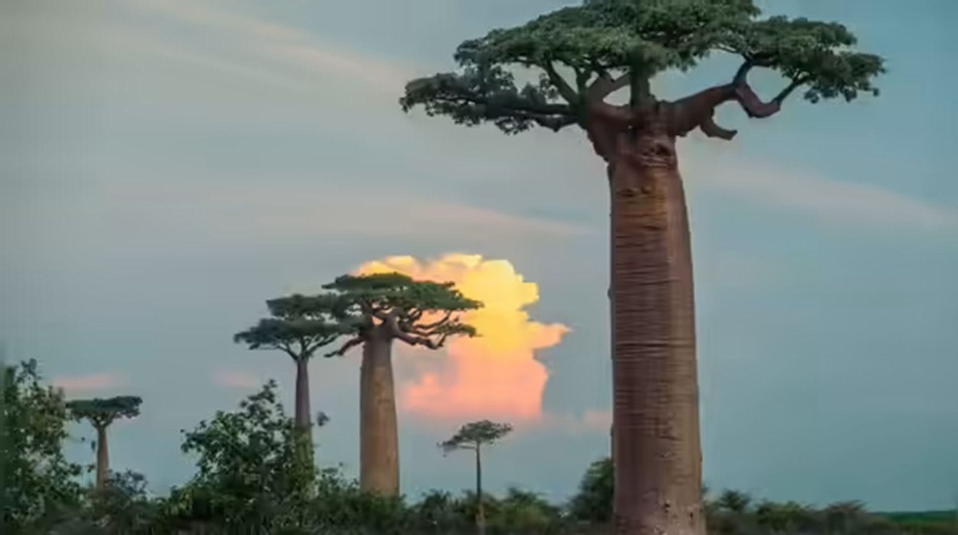 بائوباب