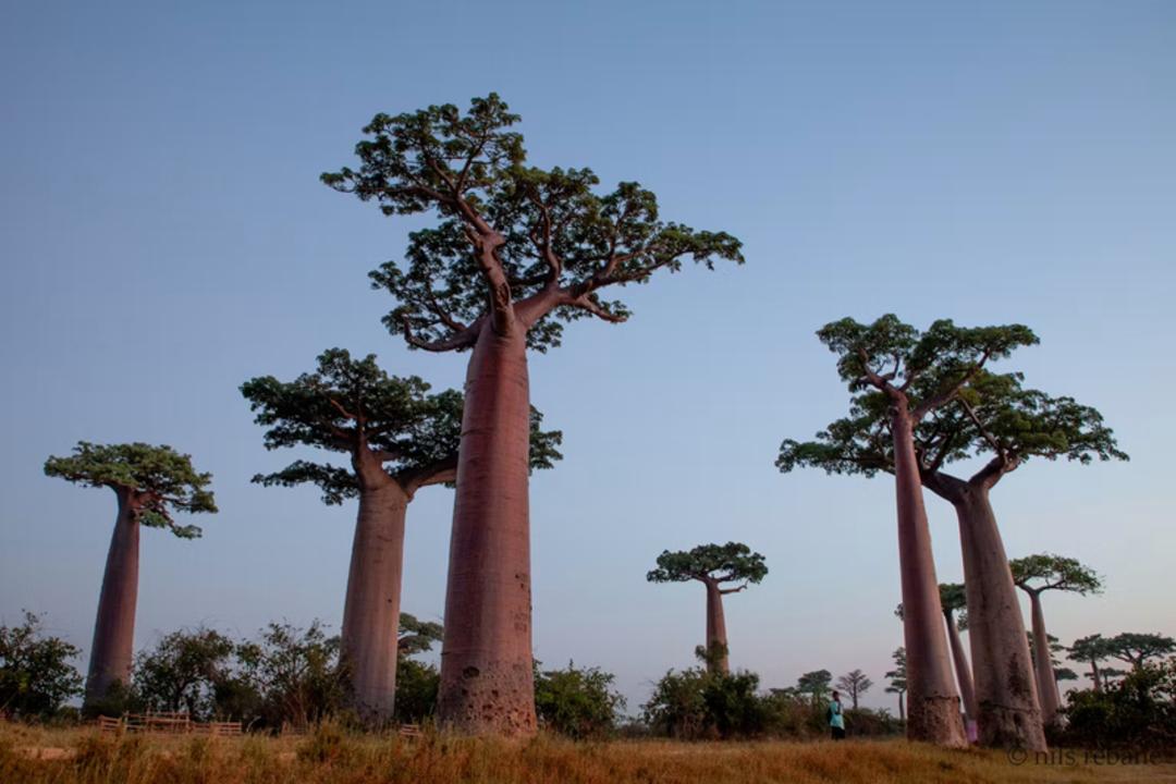 درختان باوباب (Baobab) با تنه های ضخیم در دشت مدیگاسکار