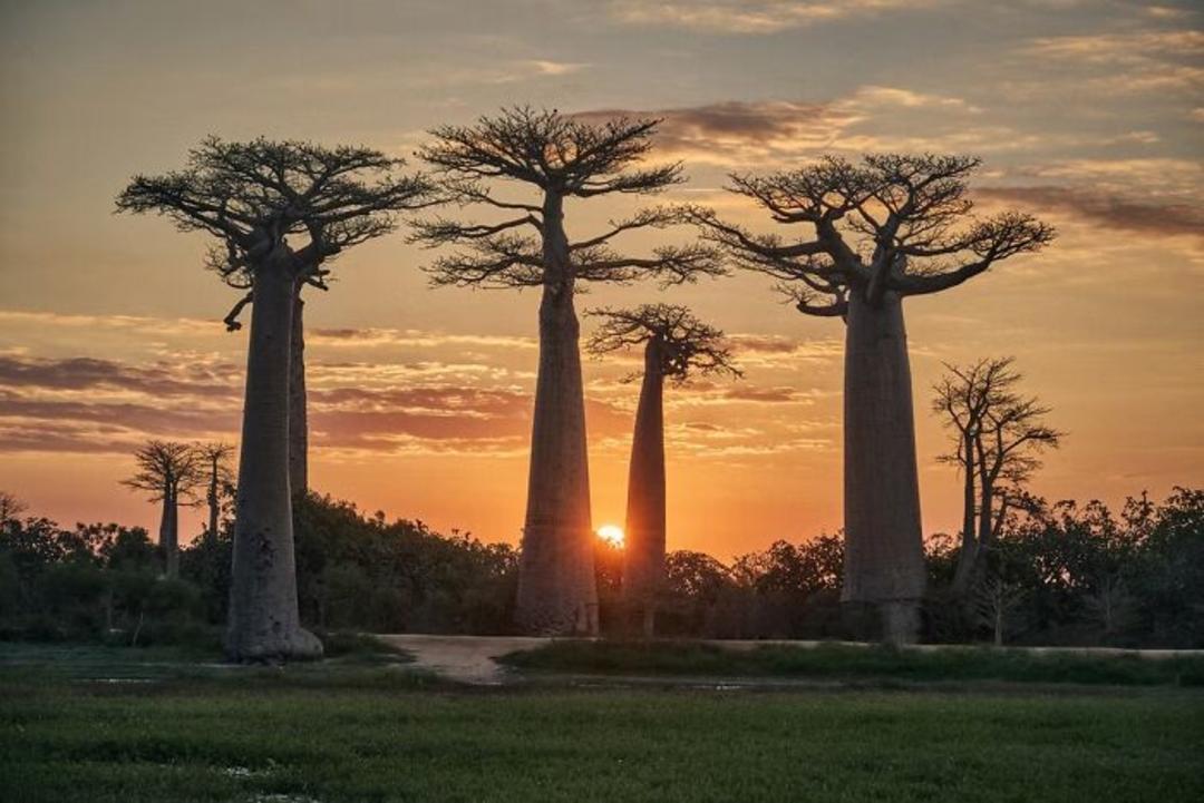 درختان باوباب (Baobab) در هنگام غروب خورشید در دشت