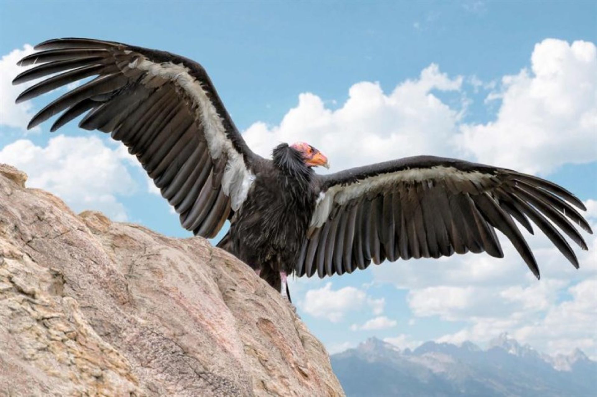 کرکس کالیفرنیا در طبیعت