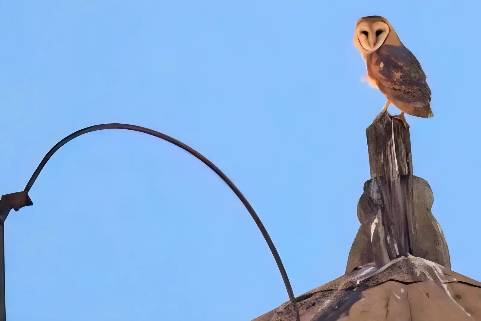 جغد سفید (Barn Owl) روی نوک یک ستون چوبی در مقابل آسمان آبی