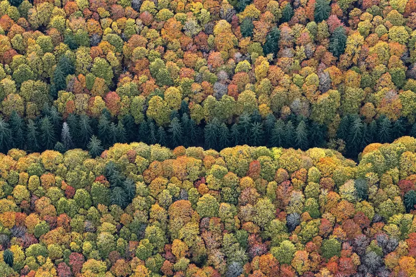 درختان رنگارنگ جنگل بایرن (Bavarian Forest) در فصل پاییز از نمای هوایی