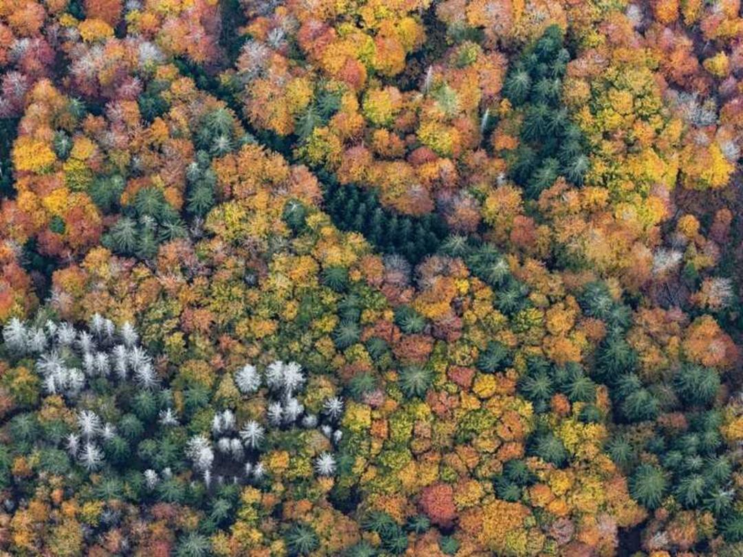 درختان پاییزی جنگل بایرن (Bavarian Forest) با رنگ‌های زرد و نارنجی