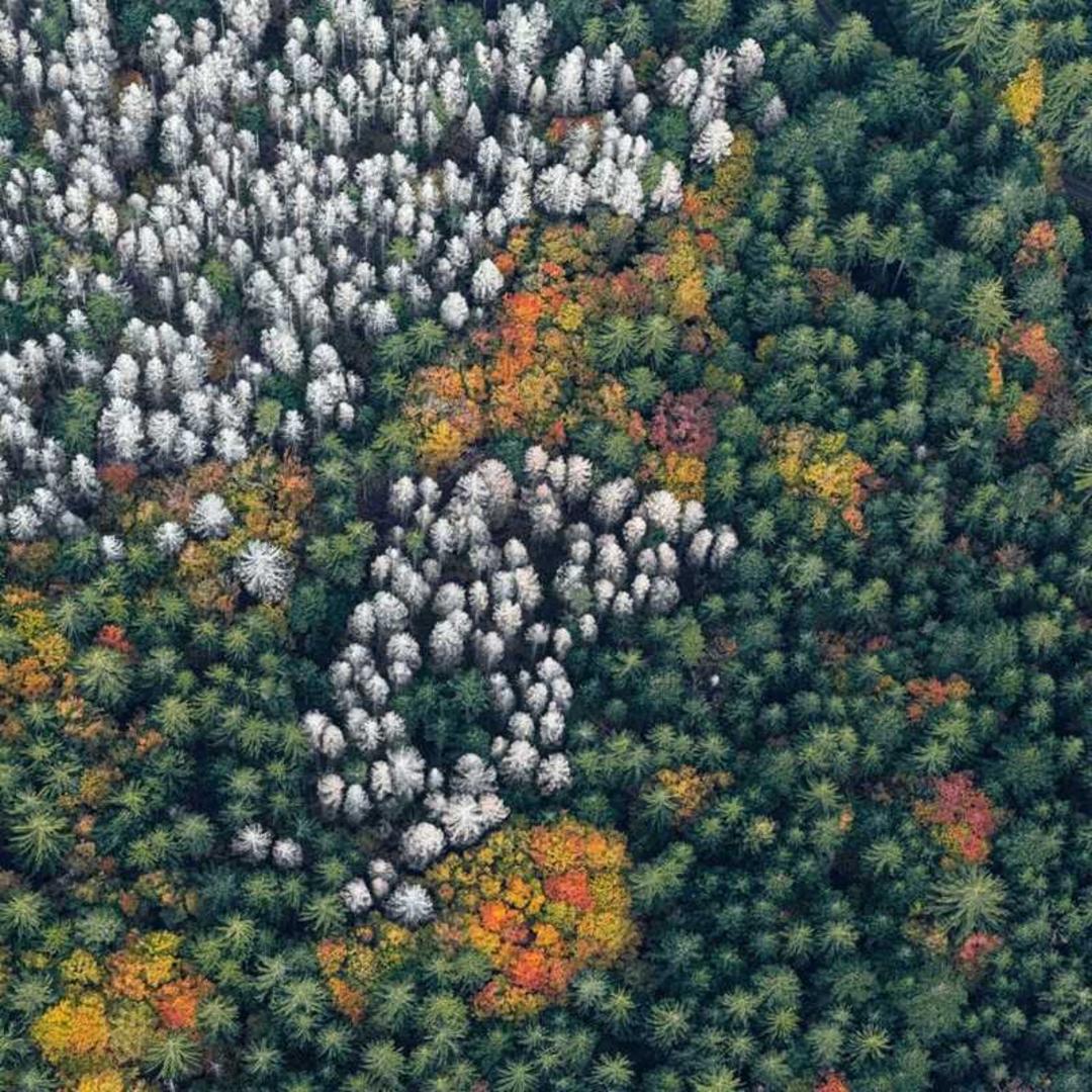 جنگل بایرن (Bavarian Forest) با درختان سفید و رنگ‌های پاییزی