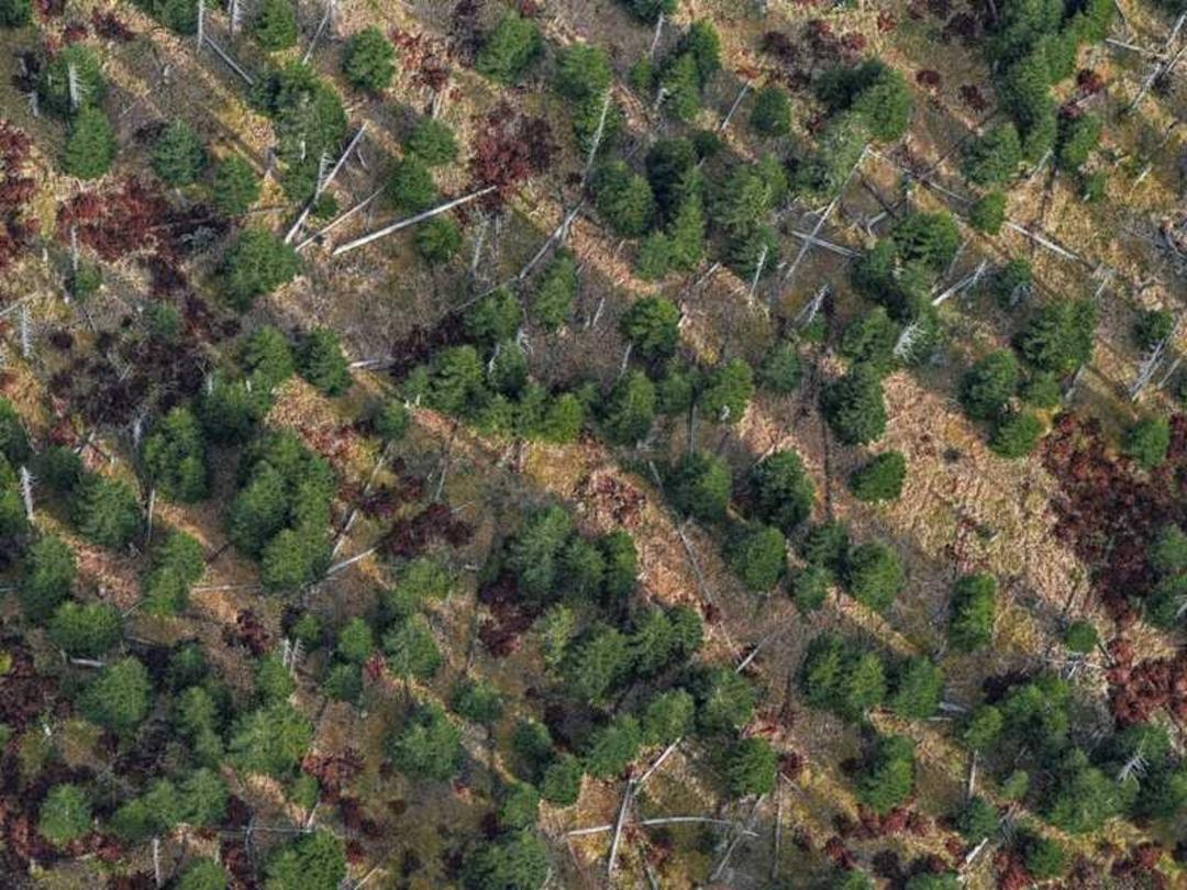 جنگل بایرن (Bavarian Forest) با درختان سبز و پوشش گیاهی پاییزی