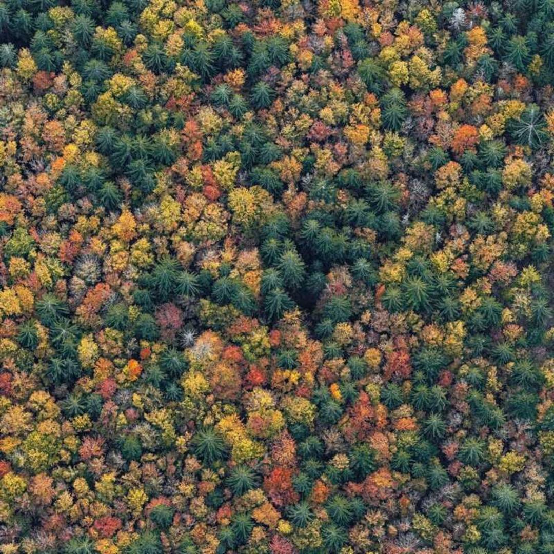 درختان رنگارنگ جنگل بایرن (Bavaria) در فصل پاییز از نمای هوایی
