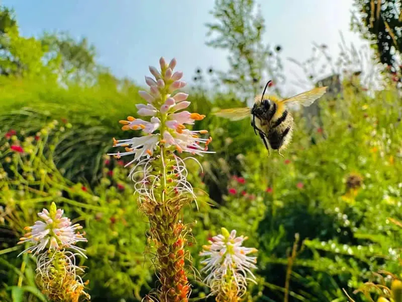 زنبور (Bee) در حال پرواز در نزدیکی گل‌های وحشی در طبیعت
