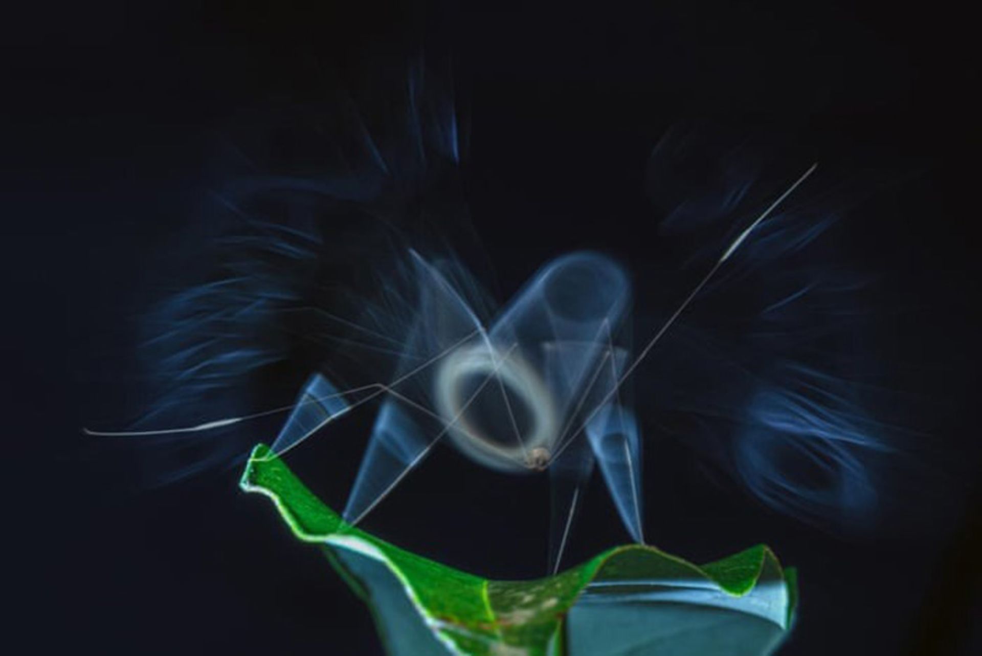 یک درنا روی برگی نازک زیر نور و هاله آبی