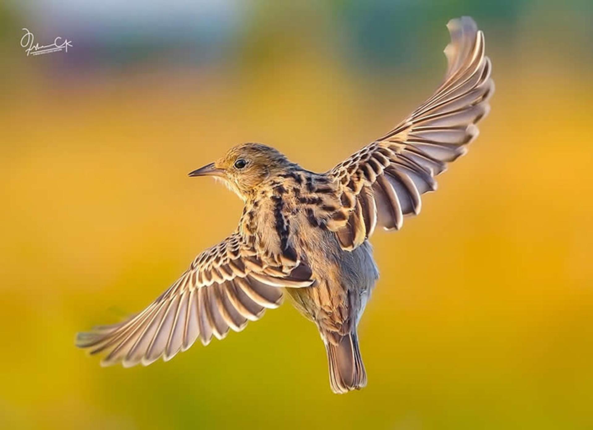 پرنده‌ای کرم قهوه ای رنگ با بال‌های گشوده