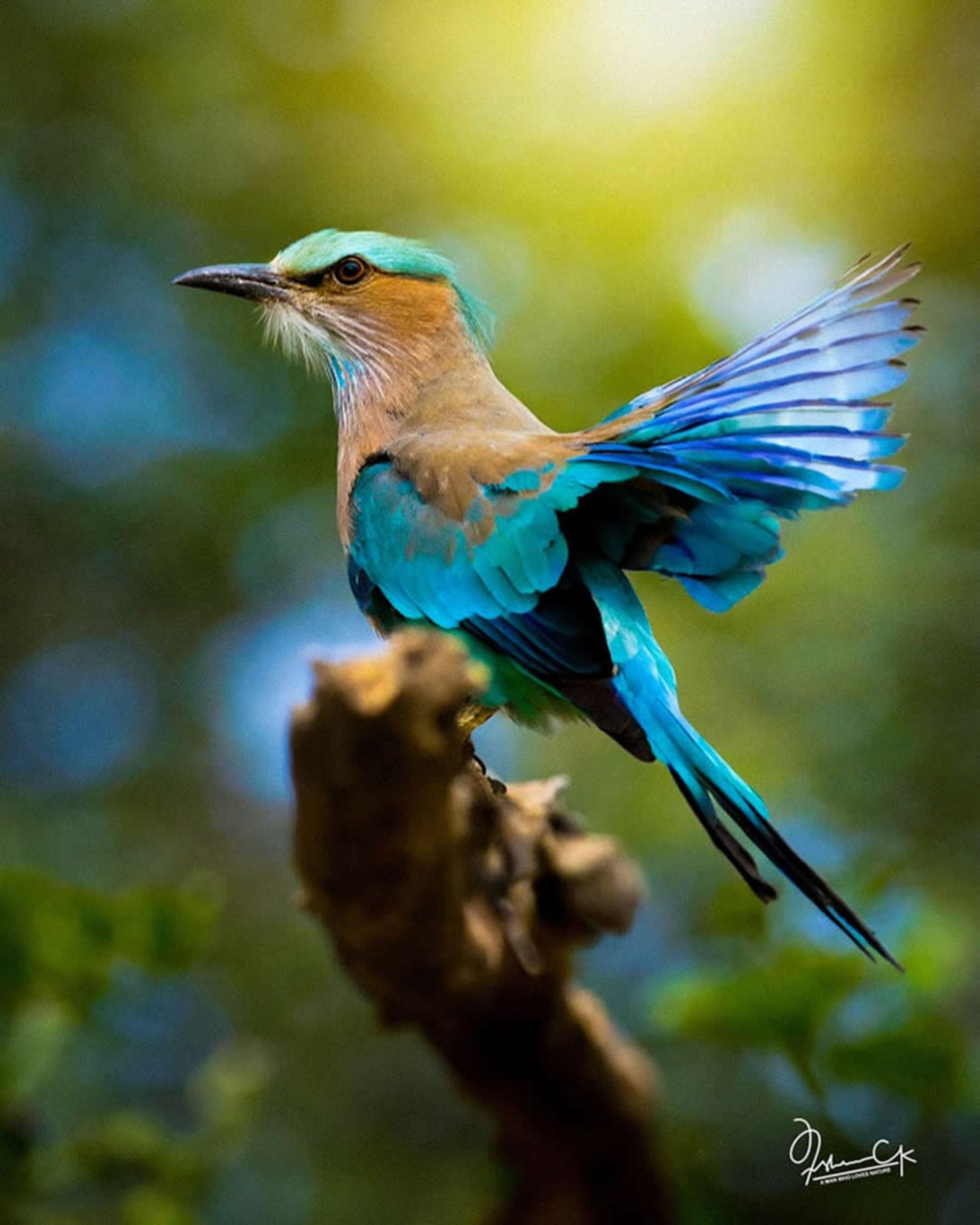 سبزقبای هندی رنگارنگ روی شاخه درخت