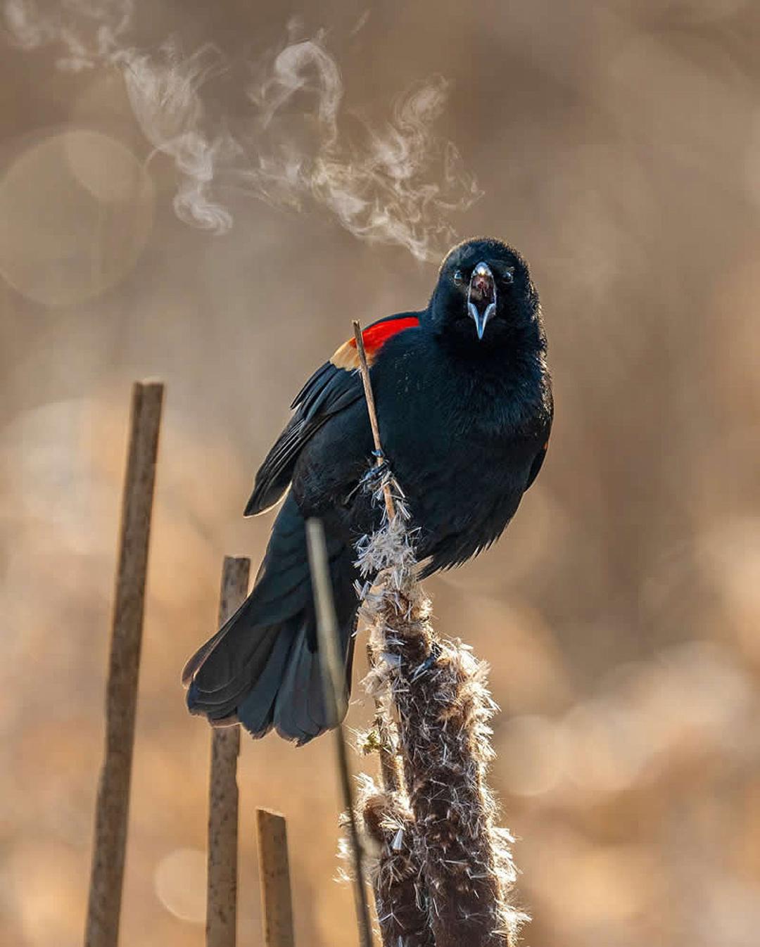 پرنده سیاه بال‌ سرخ 