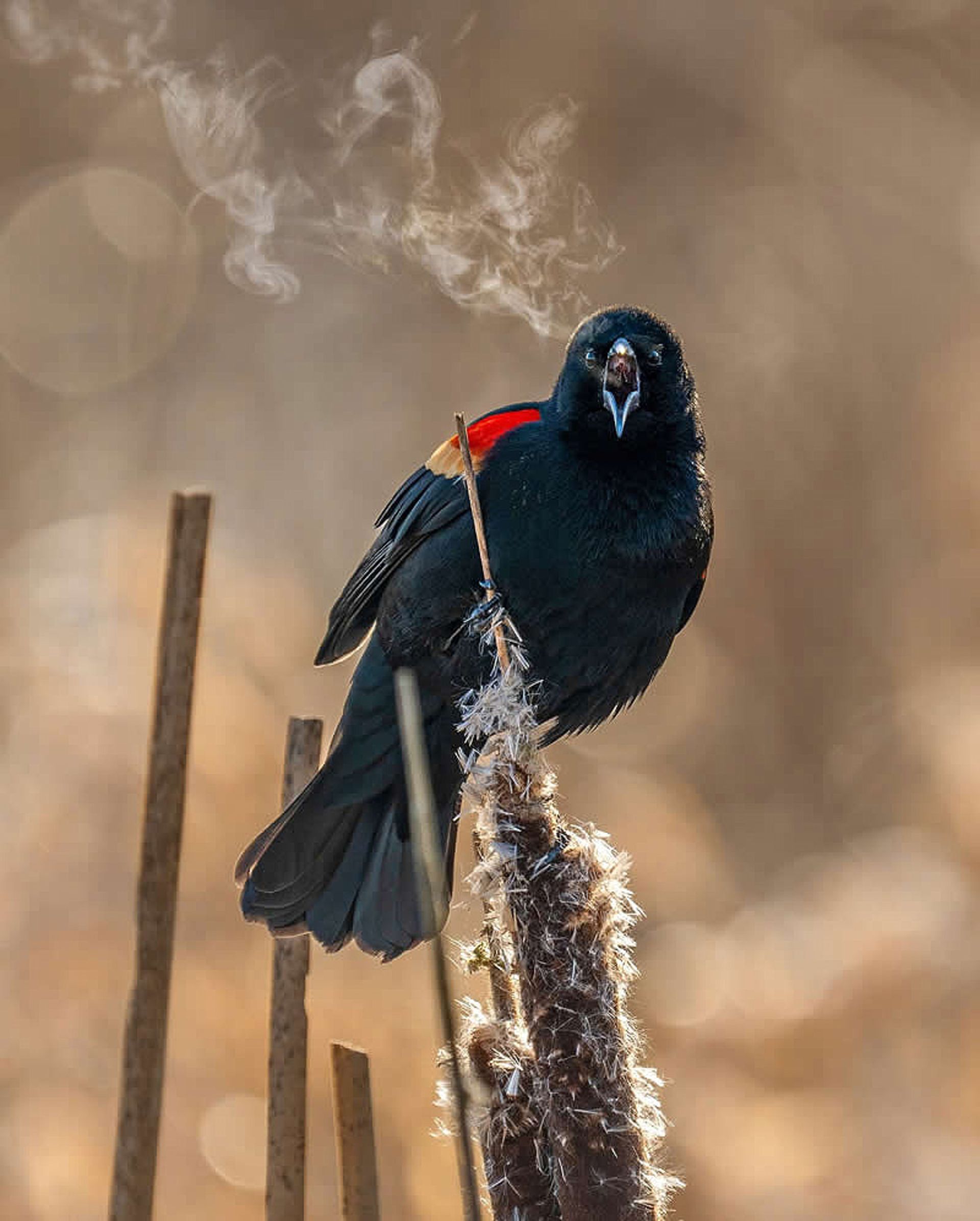 پرنده سیاه بال‌ سرخ 