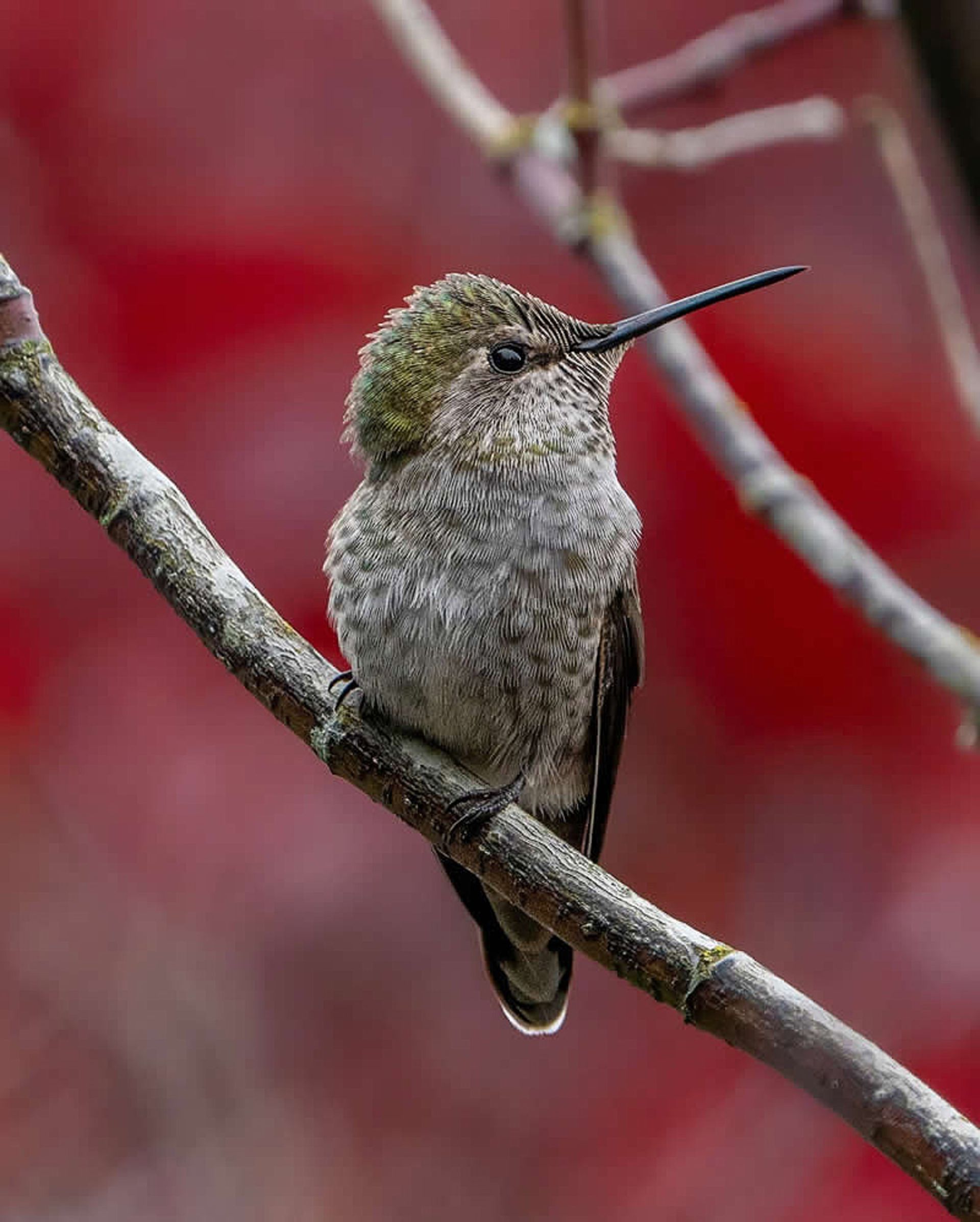مرغ مگس‌ خوار کوچک 